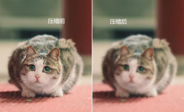 怎么讓圖片變小（調(diào)整圖片大小的4個方法）(4)