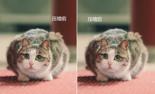 怎么讓圖片變?。ㄕ{(diào)整圖片大小的4個方法）(8)