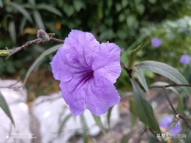 榮耀x30max手機怎么樣（榮耀x30 max屏幕詳細參數(shù)）(22)