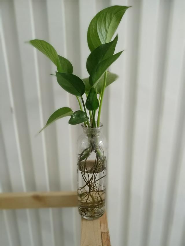 錘子堅果pro參數(shù)配置（錘子堅果pro值不值得買）(18)