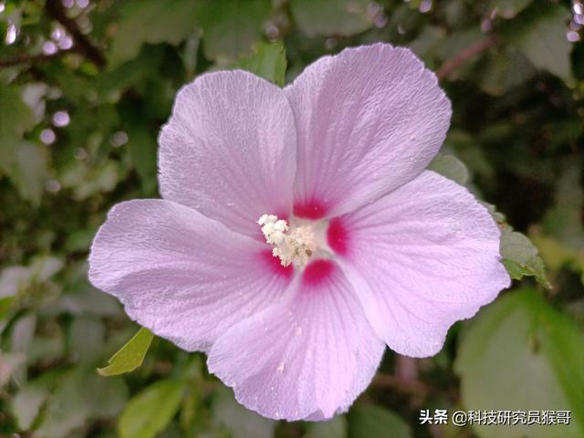 榮耀30青春版參數(shù)配置（1699元的榮耀30青春版實(shí)力有多強(qiáng)）(33)