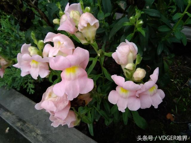 榮耀暢玩平板2參數(shù)配置（榮耀暢玩平板2值得入手嗎）(29)