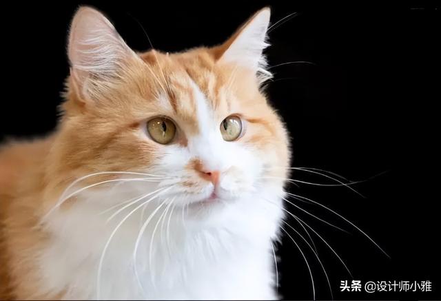 ps摳圖技巧方法有哪些（5種ps摳圖的正確方法和技巧）(41)