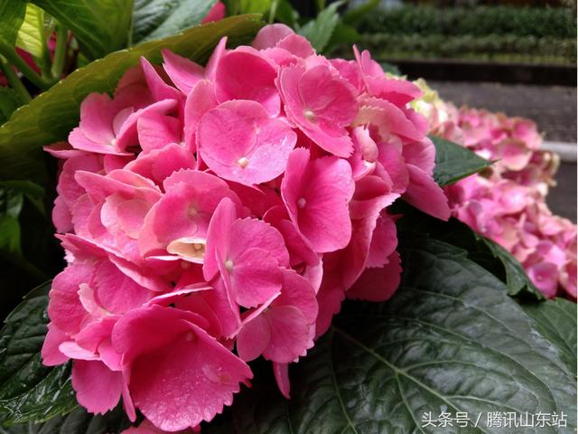 vivoy71參數(shù)配置（vivoy71值得入手嗎）(10)