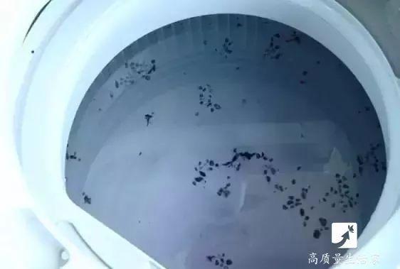 洗衣機怎樣清洗（洗衣機比馬桶還臟的解決方法）(7)