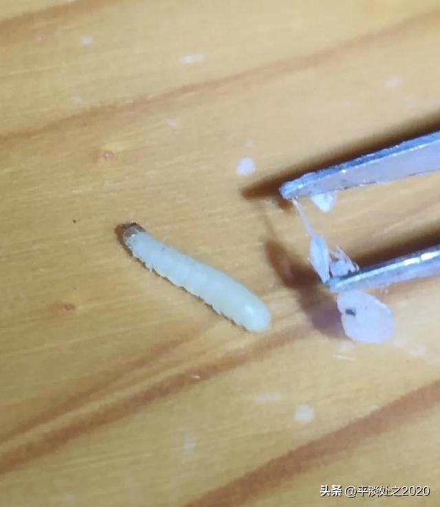燃?xì)庠罨鹦≡趺崔k圖解（燃?xì)庠罨鹧孀冃〗鉀Q方法）(11)