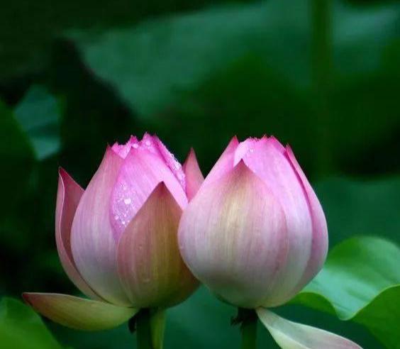 荷花象征著什么精神和什么人（關(guān)于荷花的傳說你知道哪些）(1)