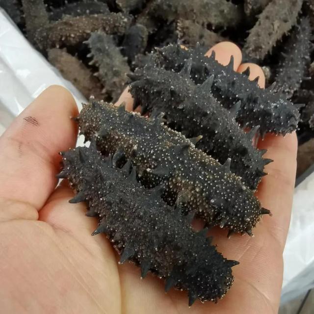 海參的挑選怎么挑（怎樣選海參才是正確的）(2)