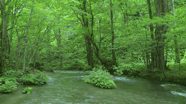 植樹(shù)節(jié)來(lái)歷和意義簡(jiǎn)介（植樹(shù)節(jié)的由來(lái)簡(jiǎn)介植樹(shù)的好處）(2)