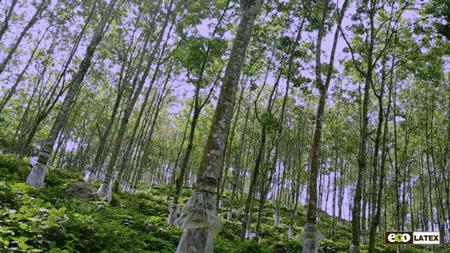 植樹(shù)節(jié)來(lái)歷和意義簡(jiǎn)介（植樹(shù)節(jié)的由來(lái)簡(jiǎn)介植樹(shù)的好處）(4)
