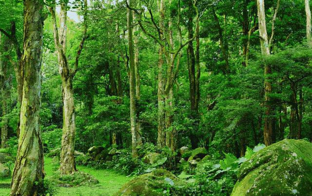 植樹(shù)節(jié)來(lái)歷和意義簡(jiǎn)介（植樹(shù)節(jié)的由來(lái)簡(jiǎn)介植樹(shù)的好處）(5)