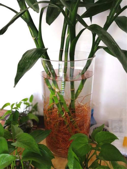 富貴竹葉子發(fā)黃怎么辦（富貴竹黃葉最好解決）(5)
