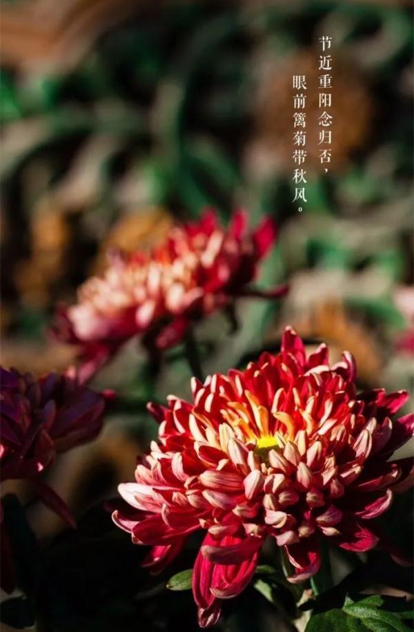 重陽節(jié)的寓意和象征（重陽節(jié)這天有哪些習(xí)俗呢）(1)