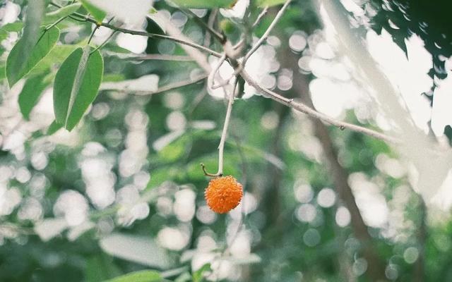 關(guān)于愛(ài)情的唯美詩(shī)句（6首唯美愛(ài)情古詩(shī)詞）(2)