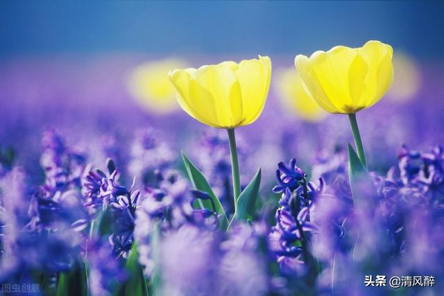 春暖花開朋友圈說(shuō)說(shuō)的好句子（春暖花開心情美好的說(shuō)說(shuō)）(1)