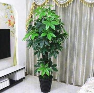 急入住甲醛怎么處理（裝修甲醛最怕的五種方法）(4)