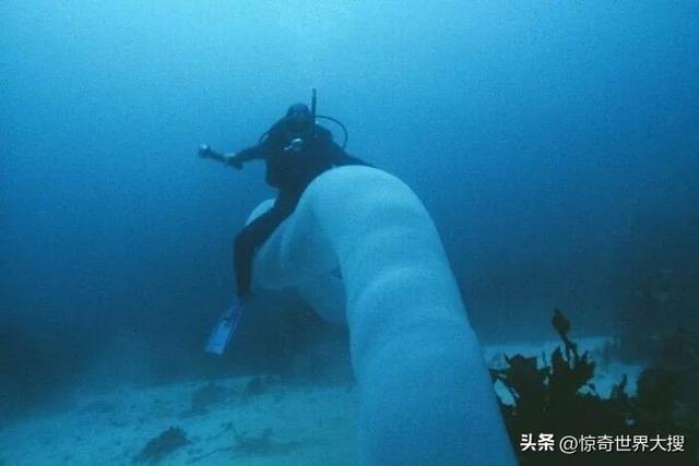深海恐懼癥圖片（25張讓人心跳加速的照片）(7)