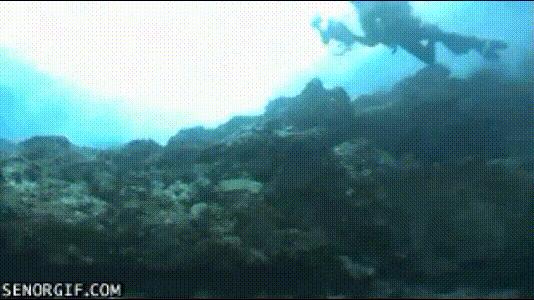深海恐懼癥圖片（25張讓人心跳加速的照片）(15)