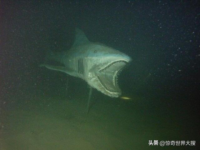 深海恐懼癥圖片（25張讓人心跳加速的照片）(16)