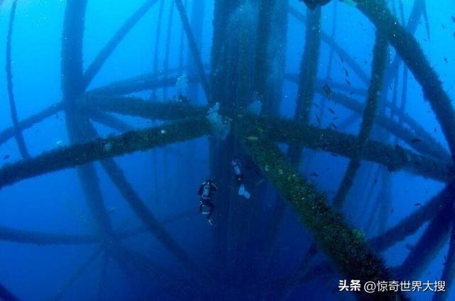 深海恐懼癥圖片（25張讓人心跳加速的照片）(24)