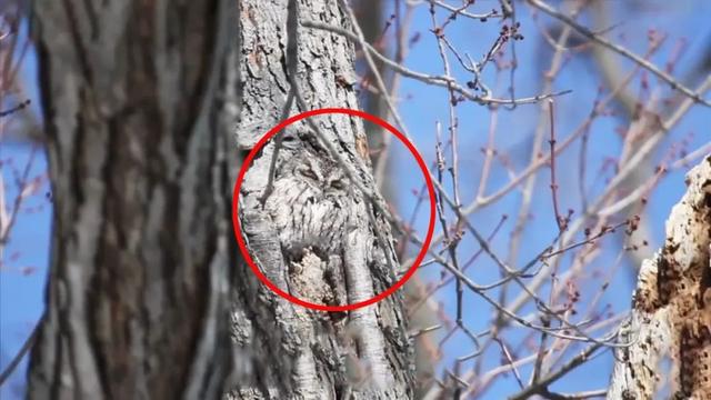 偽裝大師有哪些動物（世界上偽裝能力最強的五種動物）(3)
