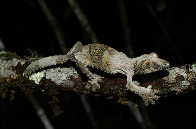 偽裝大師有哪些動物（世界上偽裝能力最強的五種動物）(7)