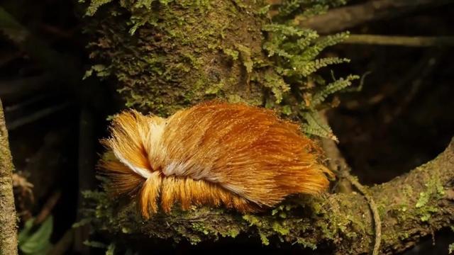 偽裝大師有哪些動物（世界上偽裝能力最強的五種動物）(14)