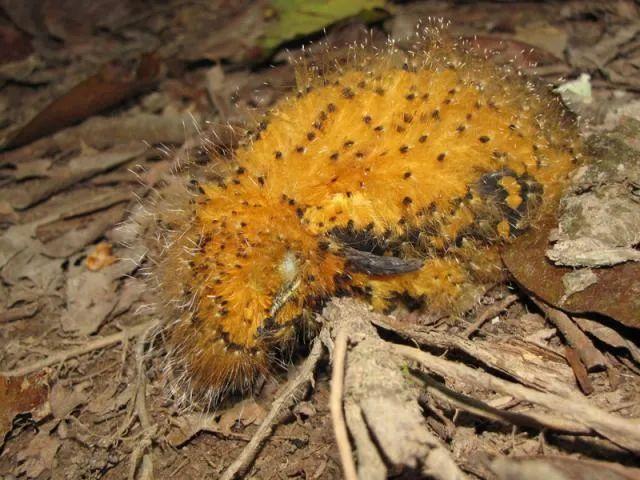 偽裝大師有哪些動物（世界上偽裝能力最強的五種動物）(15)