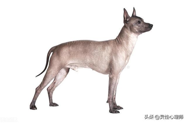 女不養(yǎng)狗的真正原因（心理師從專業(yè)角度為你解密）(2)