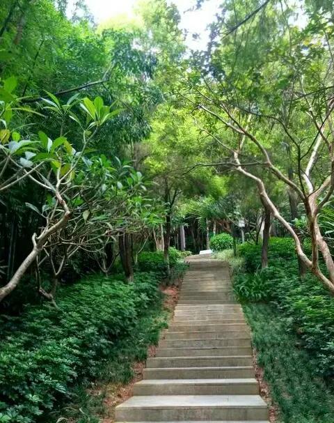 深圳一日游推薦路線（深圳必去的地方還免費）(26)
