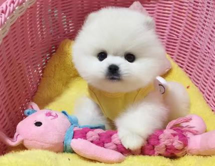 茶杯犬圖片可愛圖片（5萬(wàn)一只的茶杯犬）(2)