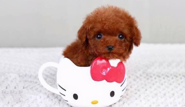 茶杯犬圖片可愛圖片（5萬(wàn)一只的茶杯犬）(3)
