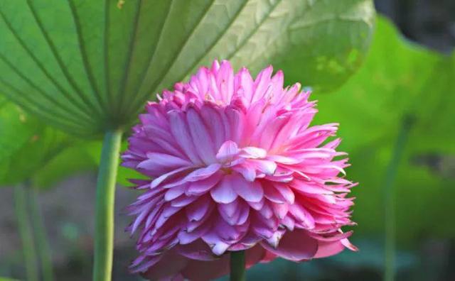 蓮花圖片大全（適合家里養(yǎng)的蓮花）(6)