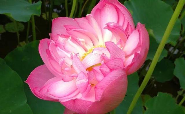 蓮花圖片大全（適合家里養(yǎng)的蓮花）(32)