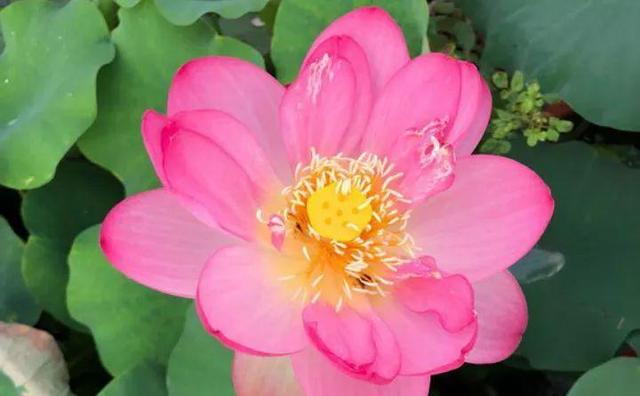 蓮花圖片大全（適合家里養(yǎng)的蓮花）(38)