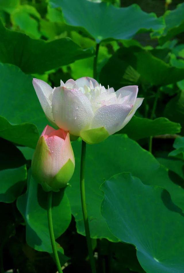 蓮花圖片大全（適合家里養(yǎng)的蓮花）(50)