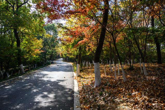 南京景點介紹（去南京夫子廟有哪些景點值得玩）(8)