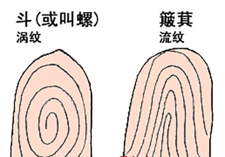 指紋算命圖解大全（手指指紋簸箕算命方法）(1)
