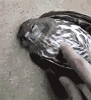 搞笑圖片大全笑死人經(jīng)典（35張笑死人不償命的圖片）(33)