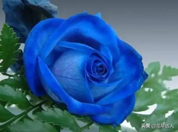 藍(lán)色妖姬花語是什么意思（藍(lán)色妖姬的花語和寓意是什么）(3)
