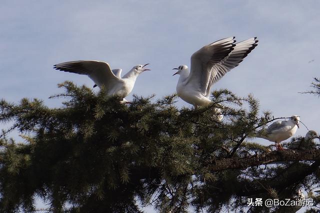 昆明有什么好玩的地方（到云南昆明旅游必去的21個景點）(9)