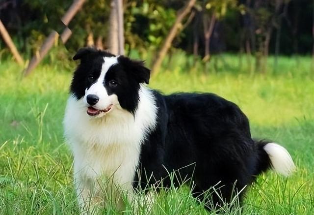 十大聰明犬排名（寵物智商排名前十的狗有哪些）(1)