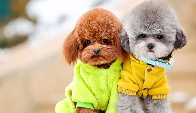 十大聰明犬排名（寵物智商排名前十的狗有哪些）(2)
