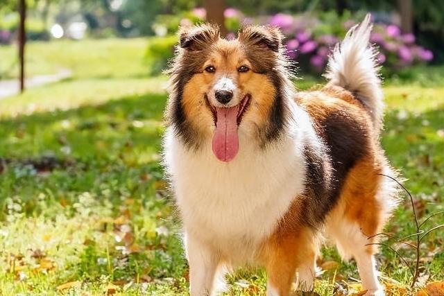 十大聰明犬排名（寵物智商排名前十的狗有哪些）(6)