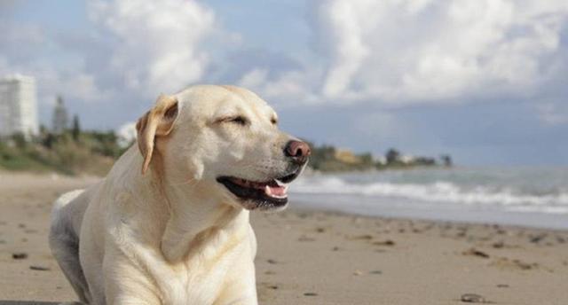 十大聰明犬排名（寵物智商排名前十的狗有哪些）(7)
