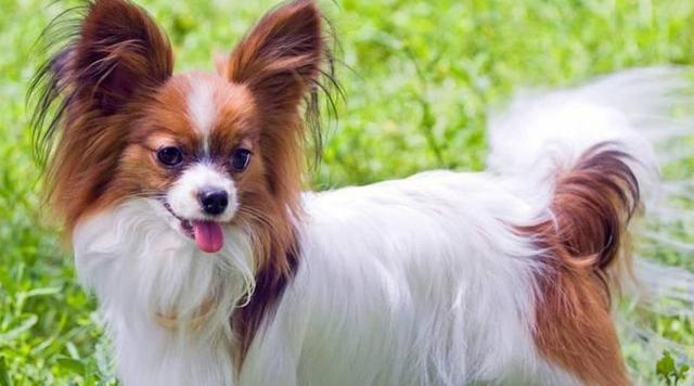 十大聰明犬排名（寵物智商排名前十的狗有哪些）(8)