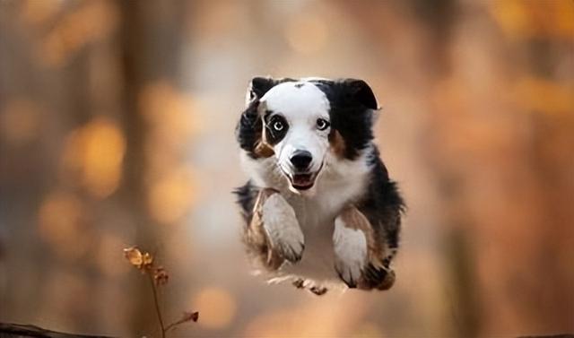 十大聰明犬排名（寵物智商排名前十的狗有哪些）(10)