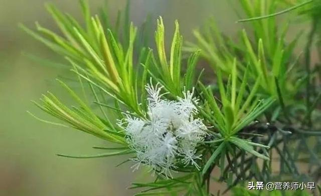 葡萄柚精油的作用（適合油性皮膚使用的幾種護(hù)膚精油）(3)