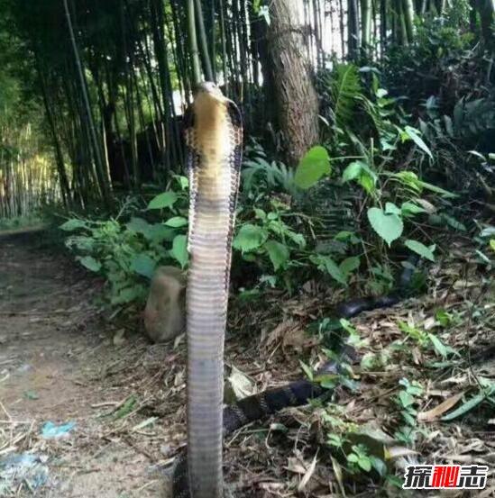 中國(guó)十大毒蛇有哪些（中國(guó)十大毒蛇排行榜前十）(4)