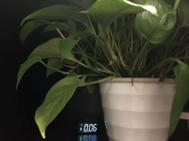 什么去甲醛最快最有效（網紅去甲醛6種方法）(9)